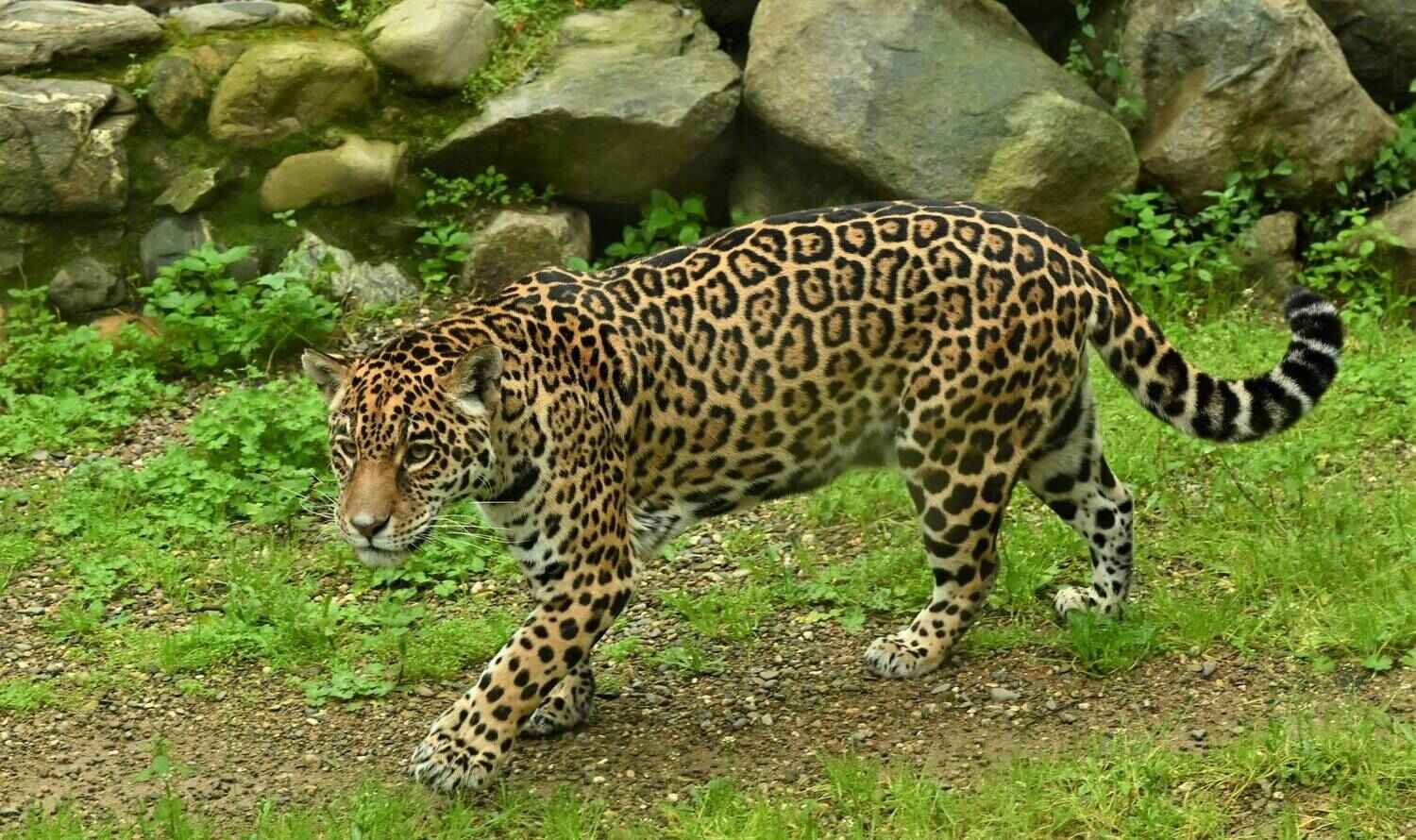 Зоопарк Севильи (Mundo Park Zoo de Sevilla)