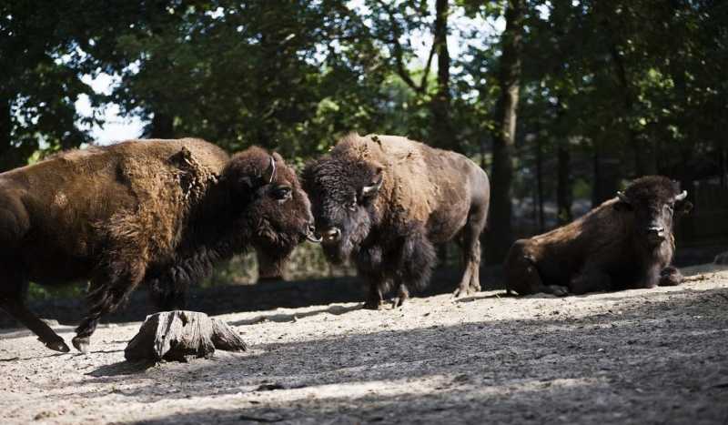 Зоопарк Шошто (Sóstó ZOO)