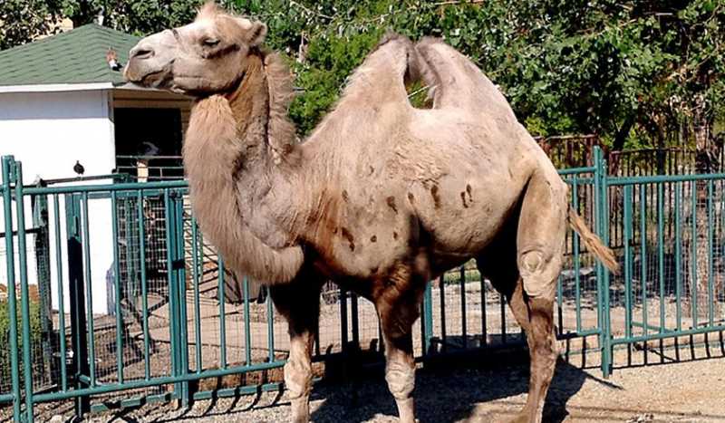 Зоопарк Сочи