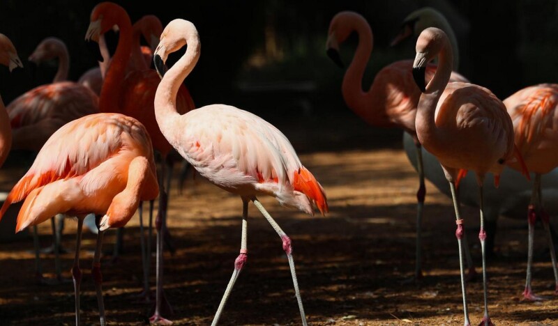 Зоопарк в Аль-Айне