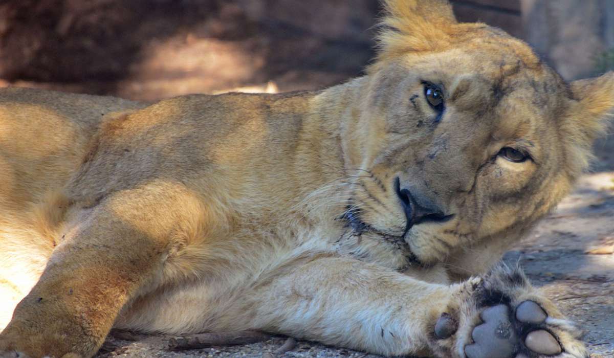 Зоопарк в Будапеште фото 1