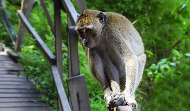 Зоопарк в Хуа Хине фото 1