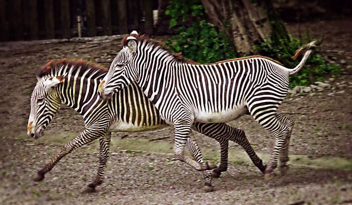 Парк Дикой Природы Аурах фото 1