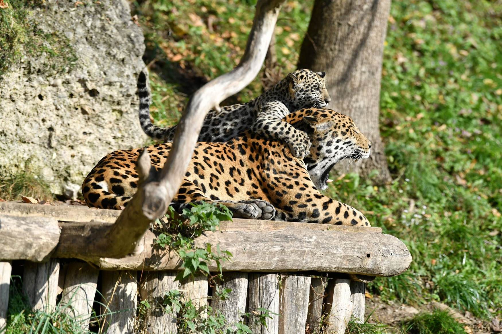 Salzburg Zoo