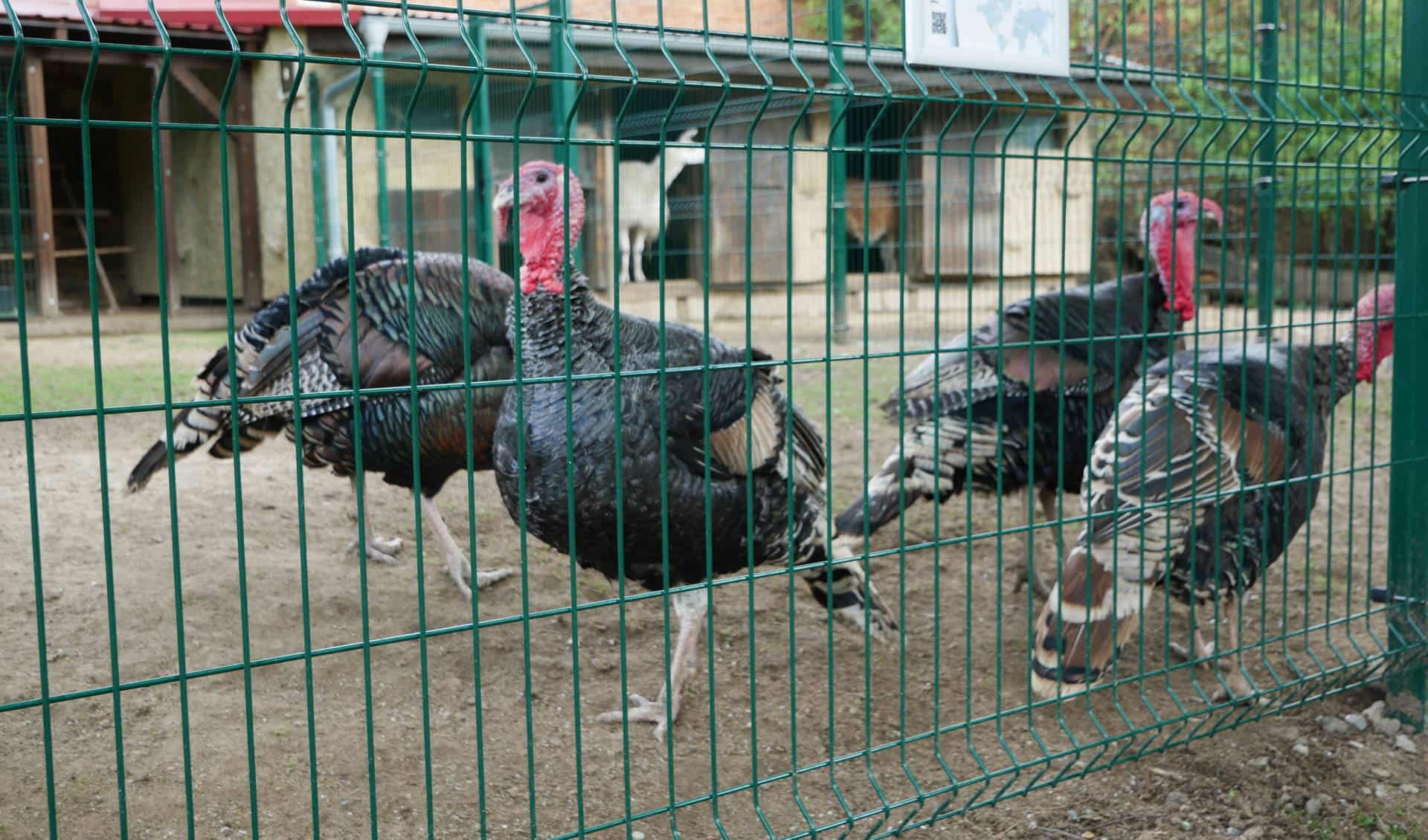 Зоопарк Вышков (ZooPark Vyškov)