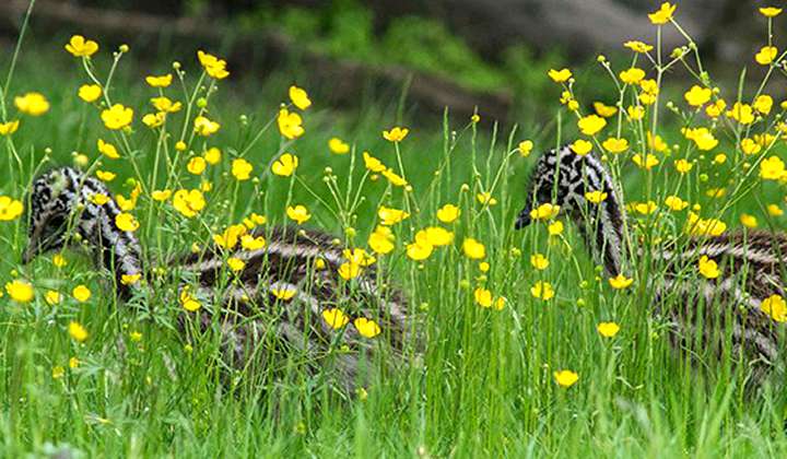 Зоопарк Zoologischer Garten Berlin фото 1