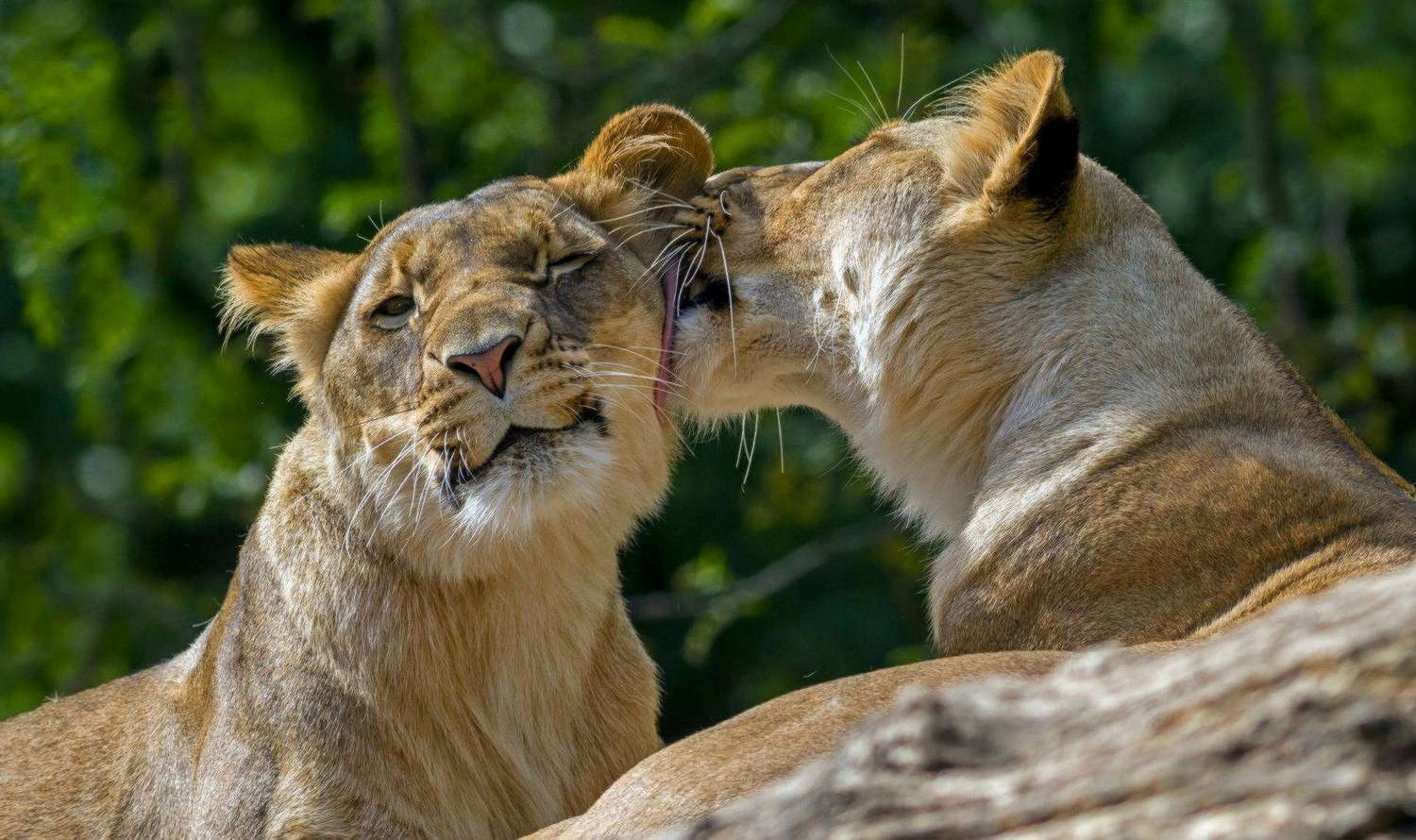 Berlin Zoo