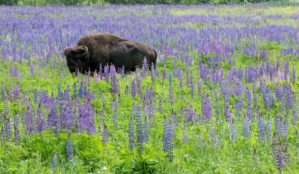 Зубровник в Токсово фото 1