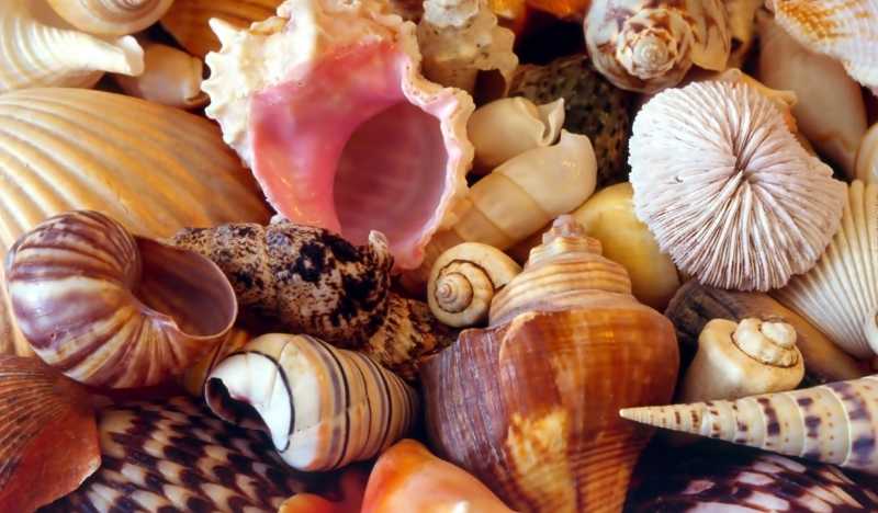 Что привезти из Адлера в подарок: 19 сувениров от младшего брата Сочи