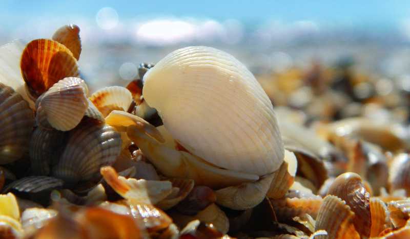 Что привезти из Анапы в подарок: 19 идей для детей и их родителей