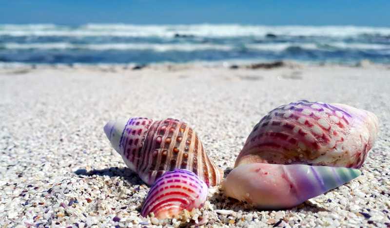 Что привезти из Сочи в подарок: 18 идей на все случаи жизни