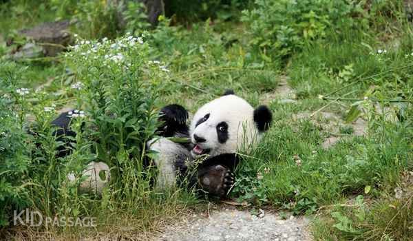 10 лучших зоопарков европы для ваших детей фото 3