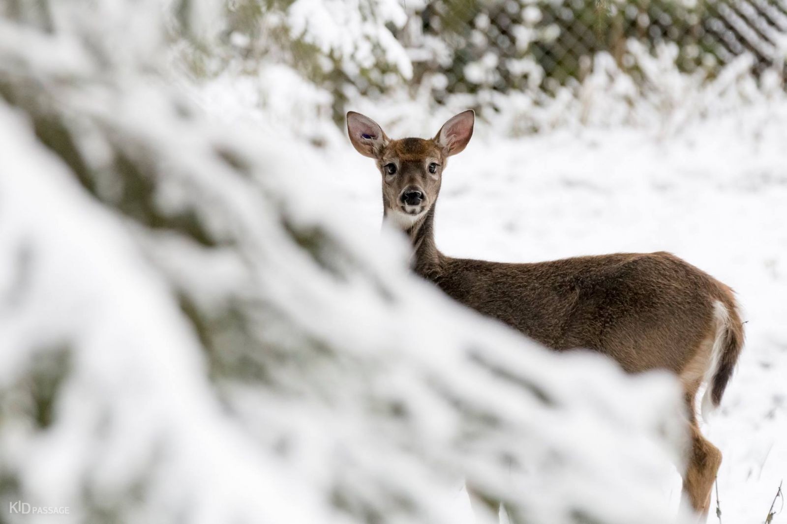 детские маршруты: лапландия фото 4