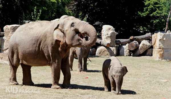 10 лучших зоопарков европы для ваших детей фото 4