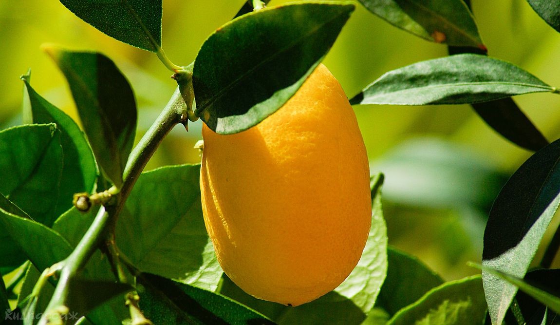 фрукты и овощи в греции фото 2