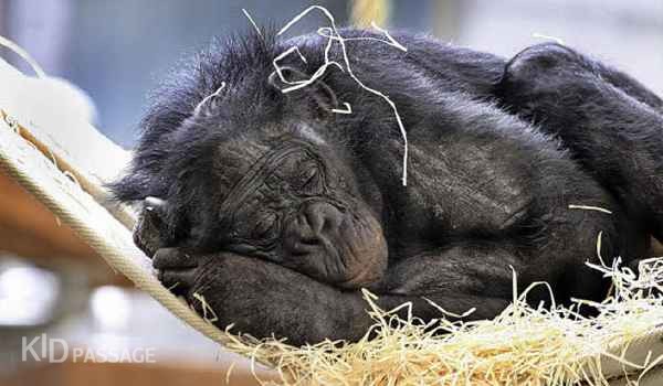 10 лучших зоопарков европы для ваших детей фото 5