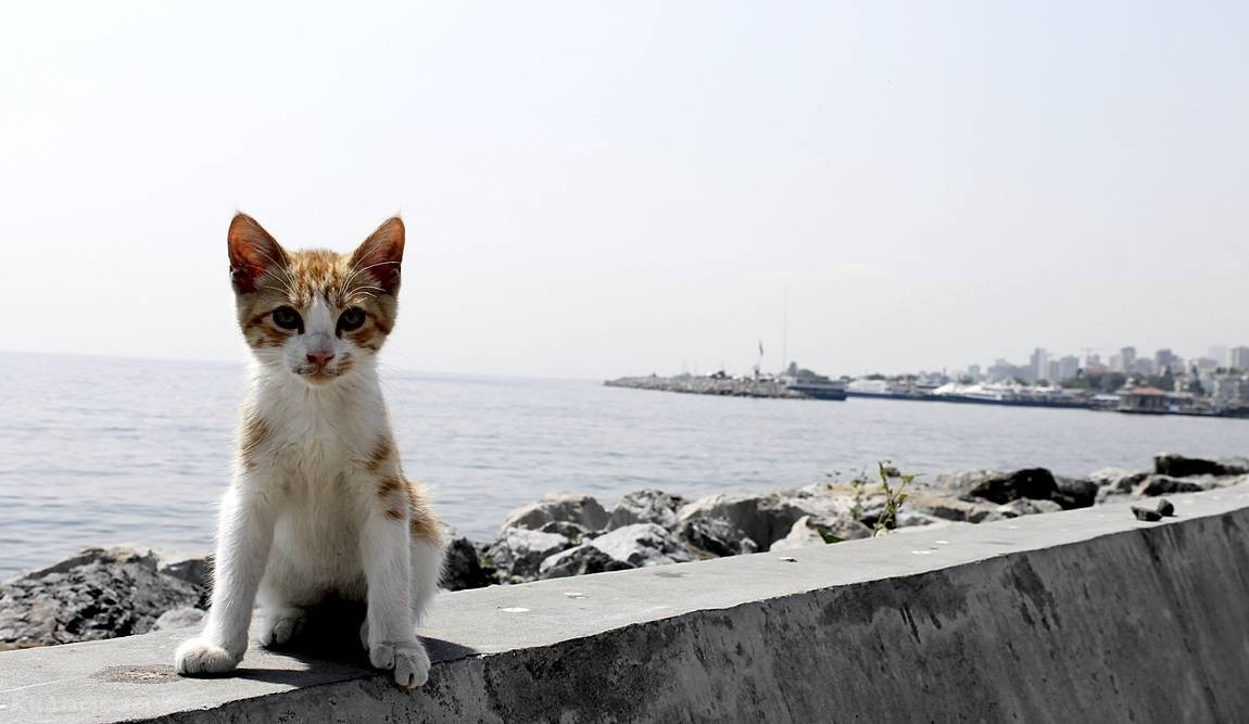 10 интересных фактов о стамбуле фото 4