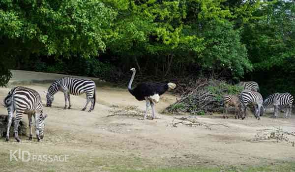 10 лучших зоопарков европы для ваших детей фото 6