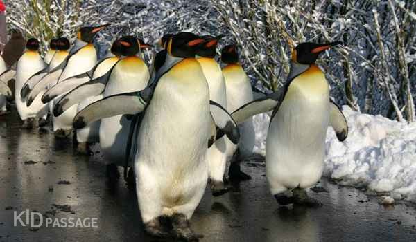 10 лучших зоопарков европы для ваших детей фото 7