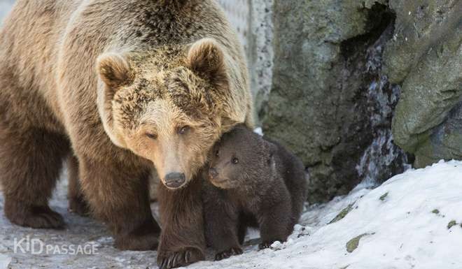 10 лучших зоопарков европы для ваших детей фото 9
