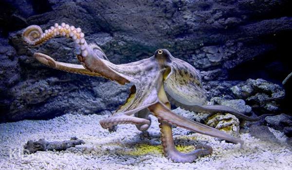 лучшие океанариумы и аквариумы россии фото 3