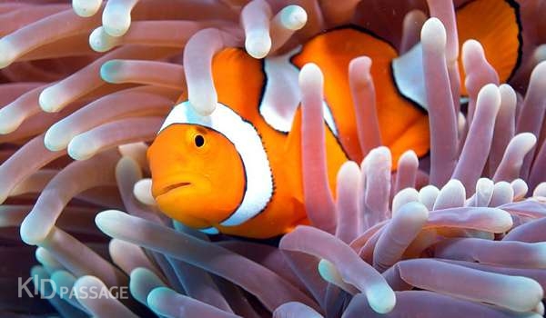 лучшие океанариумы и аквариумы россии фото 4