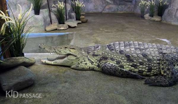 лучшие океанариумы и аквариумы россии фото 6