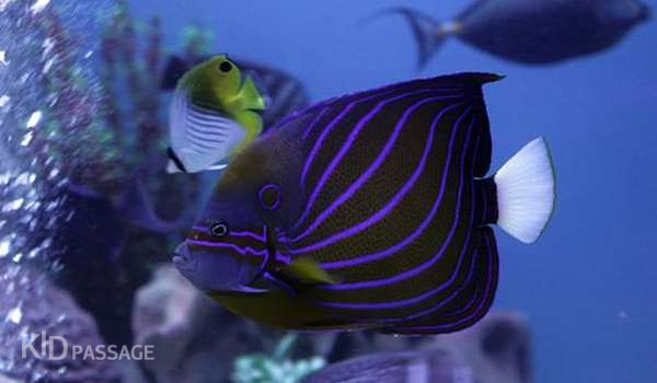 лучшие океанариумы и аквариумы россии фото 7