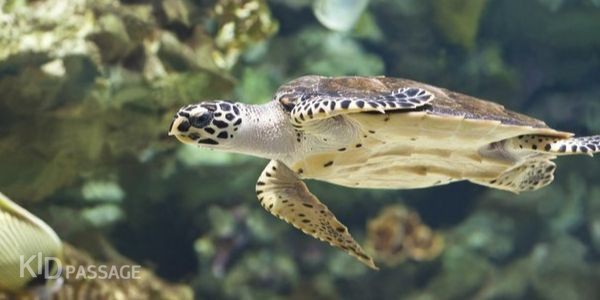 лучшие океанариумы и аквариумы россии фото 8