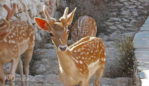 топ-5 семейных развлечений на острове закинф