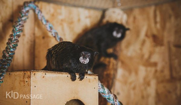 зверята и ребята: лучшие зоопарки россии фото 4