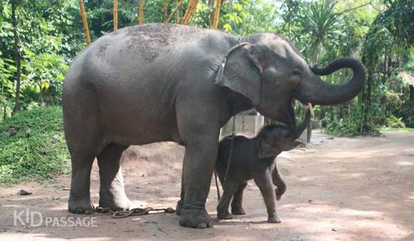 пять лучших семейных развлечений паттайи