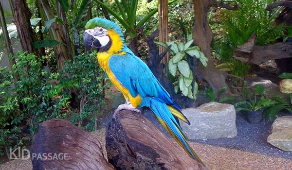 пять лучших детских развлечений на пхукете