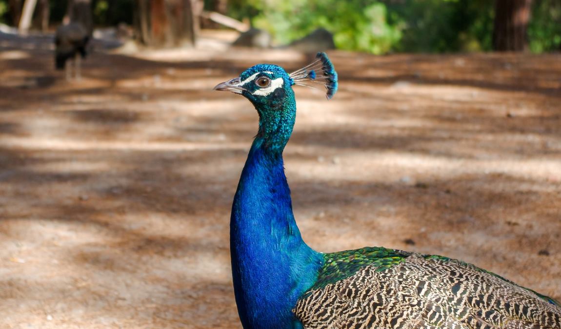 Лес с гуляющими павлинами на острове Кос в Греции