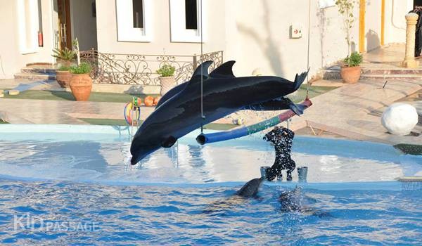 топ-5 экскурсий с детьми в шарм-эль-шейхе фото 3