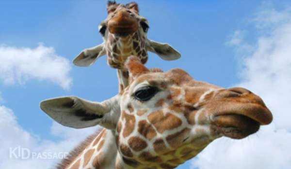 10 лучших зоопарков европы для ваших детей