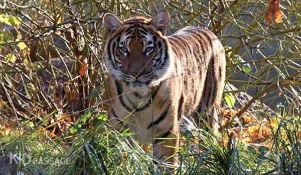 10 лучших зоопарков европы для ваших детей фото 2