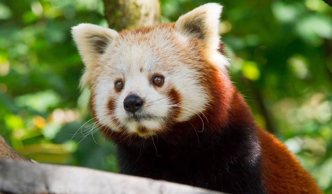 детские маршруты: зальцбург фото 6