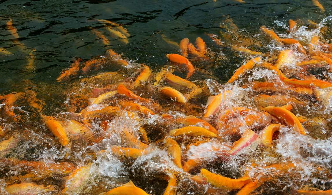 Экскурсия в форелевое хозяйство в Адлере