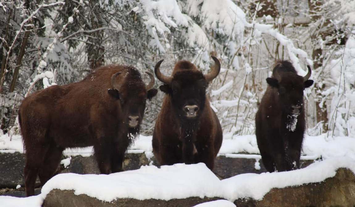 австрия в феврале: горные лыжи и еще одна порция праздников фото 6