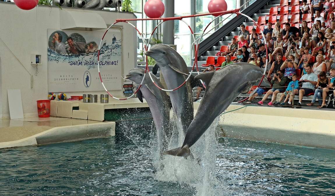 Развлечения для детей в Болгарии