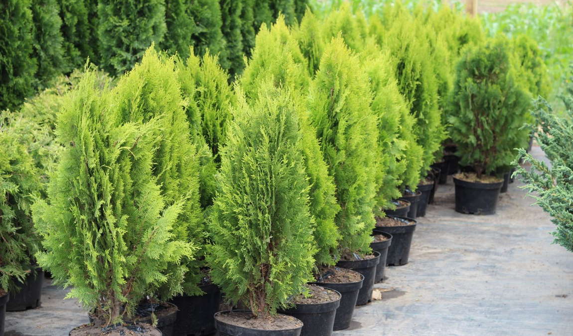 Семена, луковицы и саженцы как пример подарка из Адлера