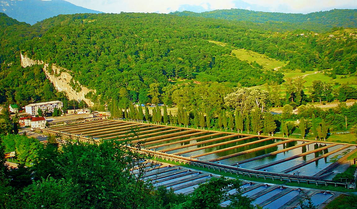 Рыба как пример подарка с Адлера