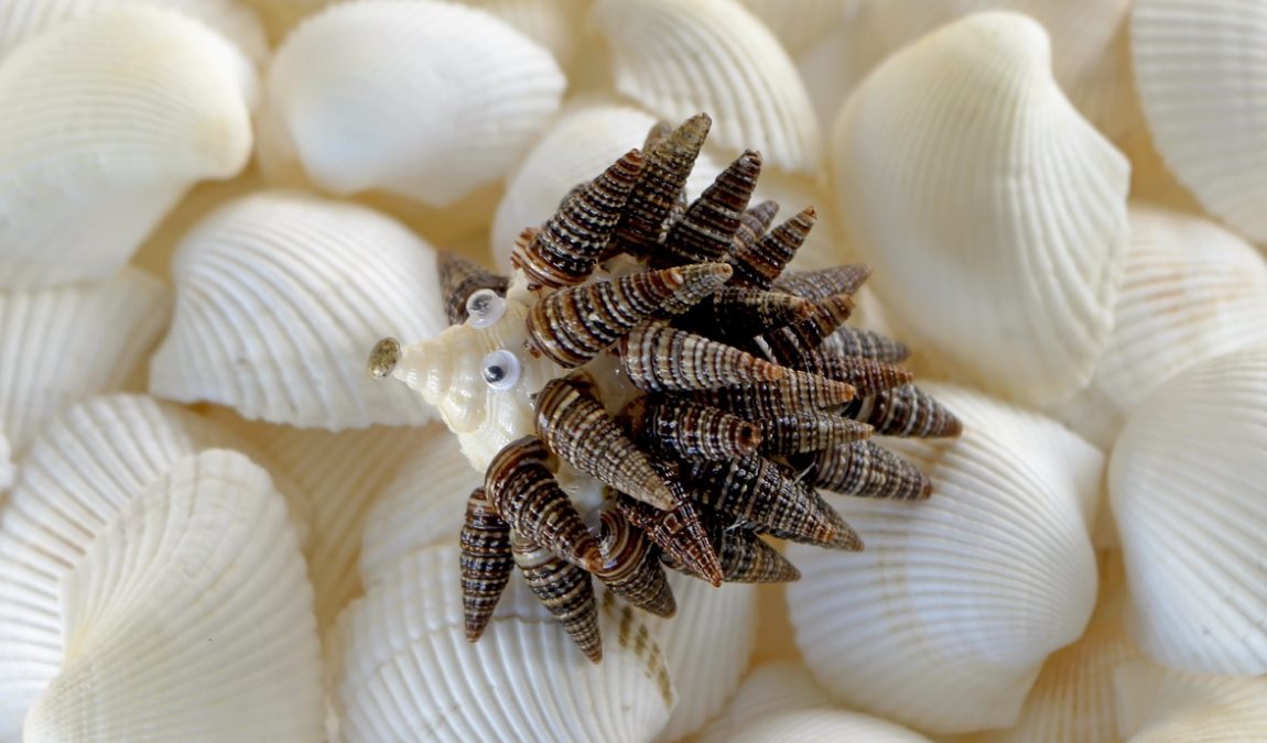 Ракушки из Анапы как пример подарка для ребенка