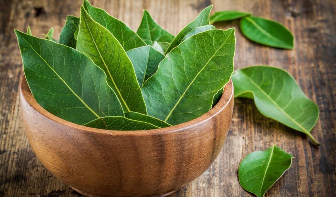 Лавровый лист на ветке из Анапы как пример подарка для гурманов