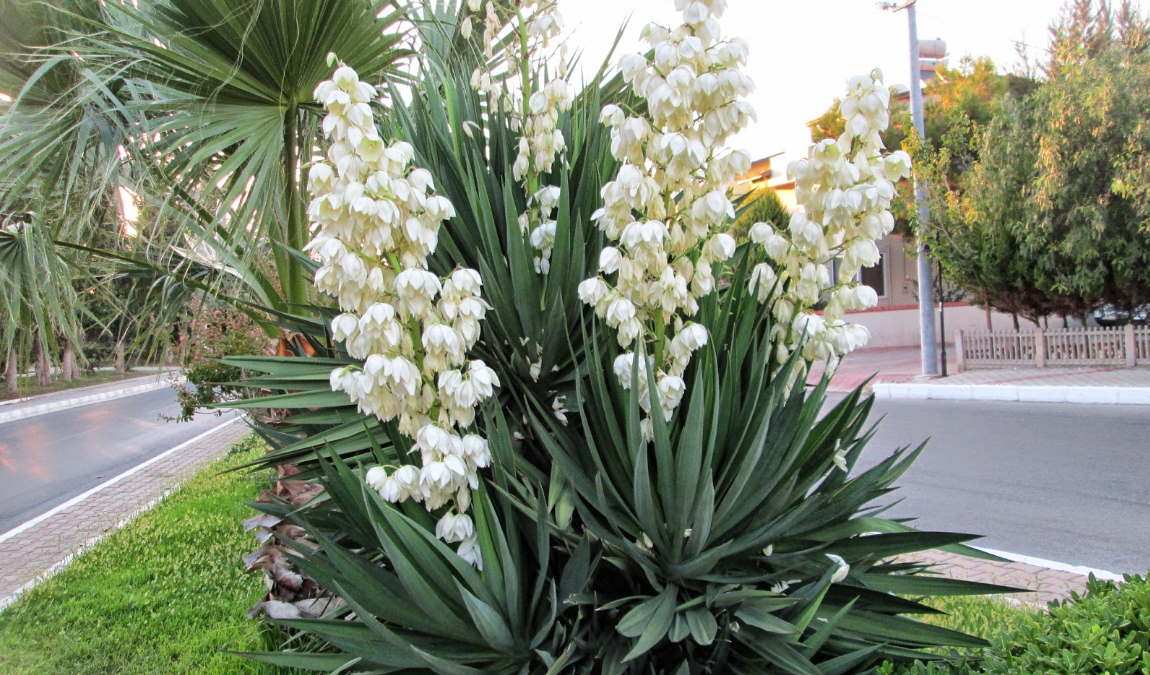 Живой сувенир как пример подарка из Геленджика