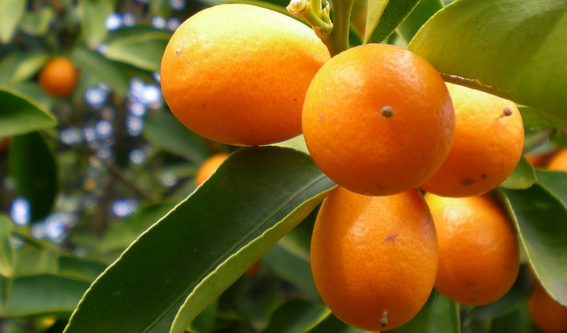 Кумкват как пример подарка с Корфу