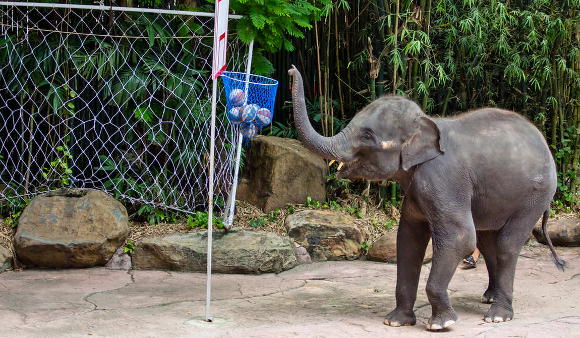 детские маршруты: бангкок фото 6