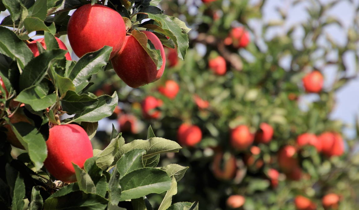 Какие фрукты растут в Германии