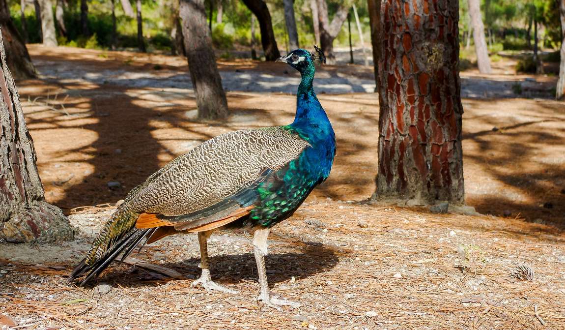 греция в июле: девять кругов южного лета фото 9